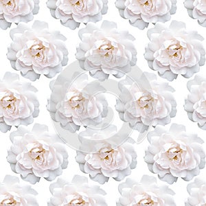 White rose pattern. Beautiful flower in garden. Floral background