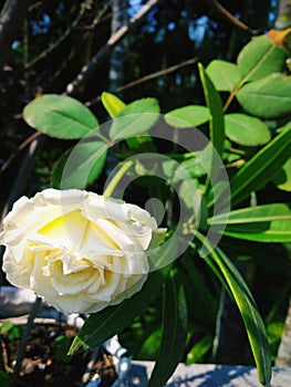 White rose peace and natural material bloosom