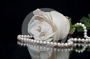 White Rose pearl black background