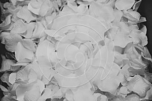 White Rose Petal Background