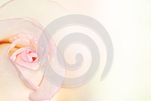 White rose petal edge with pink color for background.