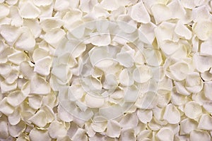 White Rose Petals