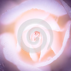White rose petals