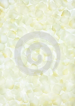 White rose petals background