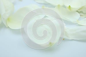White Rose  Petals background  on white floor