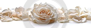 White Rose and Petals for Greeting Cards: Weddings, Birthdays, Valentine\'s Day, Mother\'s Day - White Background