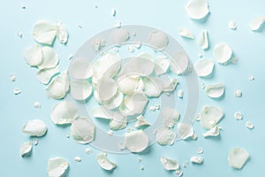 White rose petals over blue background. Valentine`s day, Women`s day concept. Festive texture with copy space. Flat lay, top vie