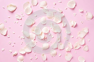 White rose petals over pink background. Valentine`s day, Women`s day concept. Festive texture with copy space. Flat lay, top vie