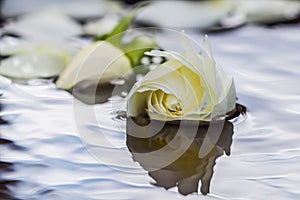 White rose and petals on the water. Aromatherapy and spa concept