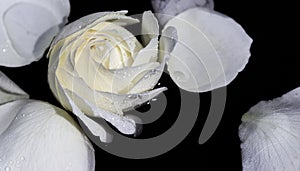 White rose and petals on the water. Aromatherapy and spa concept