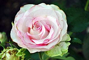 White rose with pink center blooming bud on green bush, petals close up detail, soft blurry bokeh