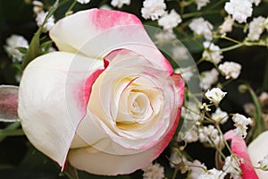 White rose with pink edges of the petals with gypsophila