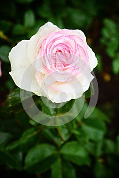 White rose with pink petals edges