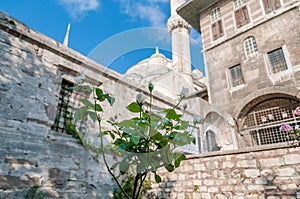 White rose plant with Sultan Ahmed Mosque landmark at the background