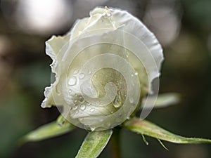 white rose rain drop macro