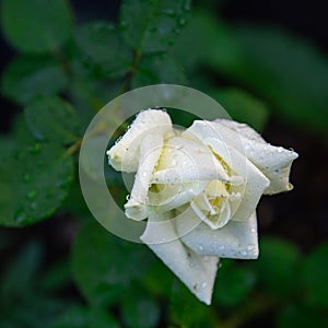 White rose after rain with water drops on a dark background