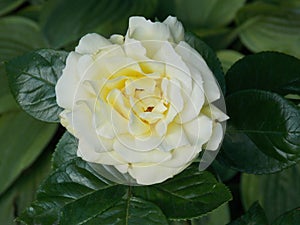 White rose. Real?