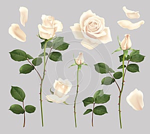 White Rose Realistic Set