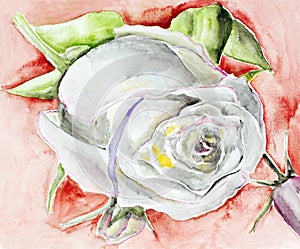 White rose on red photo
