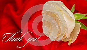 White rose on red background. Thank you text