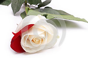 White rose with red petal