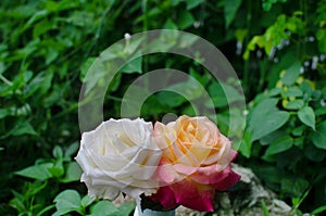 white rose and red yellow rose on green leaf background