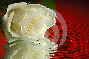White rose reflection