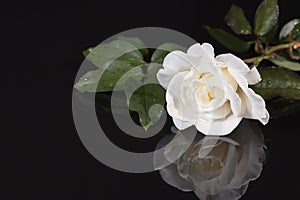 White Rose with Reflection