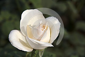 White rose (Rosa chinensis)