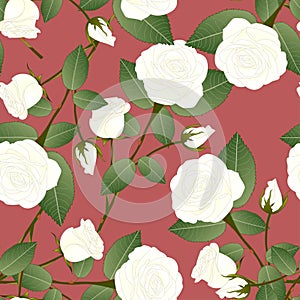 White Rose - Rosa on Red Brown Background. Valentine Day. Vector Illustration