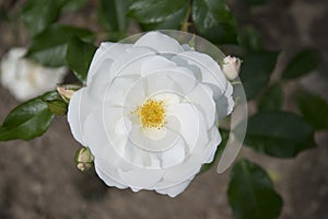 White rose in rosengarden