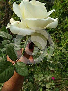 White rose selfish bls odisha