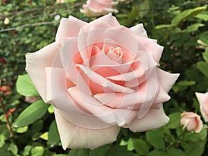 White Rose Side View