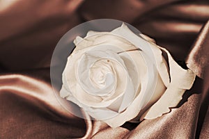 White rose, symbol of candor photo