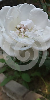 White rose , a symbol of peace