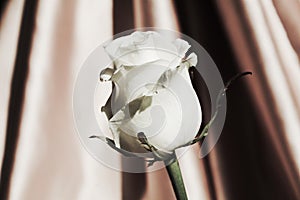White rose, symbol of purity