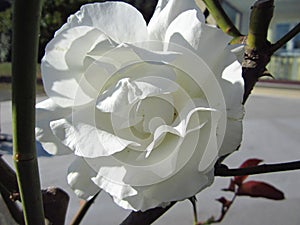 Great white rose in PadrÃÂ³n, Galicia, Spain photo