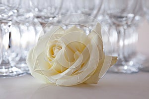 White rose on the table, in the background glasses of champagne, wedding event, close-up