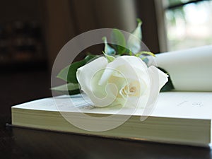 white rose on table book and blur background rose gift