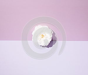 White rose on a two-tone background. Setting on a summer theme. Pastel colors
