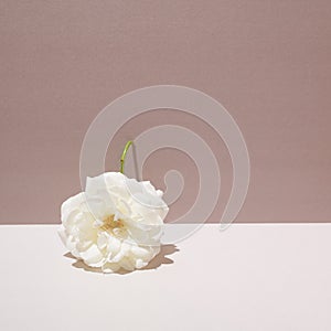 White rose on a two-tone background. Conceptual setting on a summer theme. Pastel colors