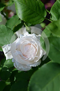 White Rose variety Frau Karl Druschki flowering in a garden