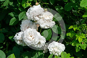 White Rose variety Mme Plantier flowering in a garden
