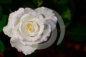 white rose with water drop on black background in garden. valentine and flower