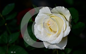 white rose with water drop on black background in garden. valentine and flower