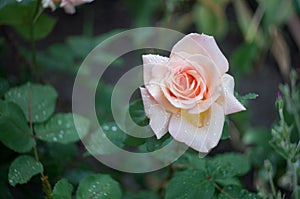 White rose with water drops