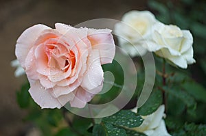 White rose with water drops after rain