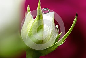 White Rose with Waterdrop Refraction