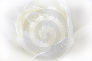 White rose. Wedding holiday card