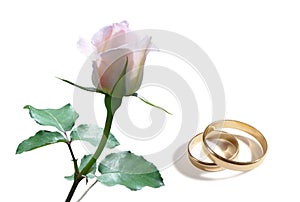 White rose and wedding rings